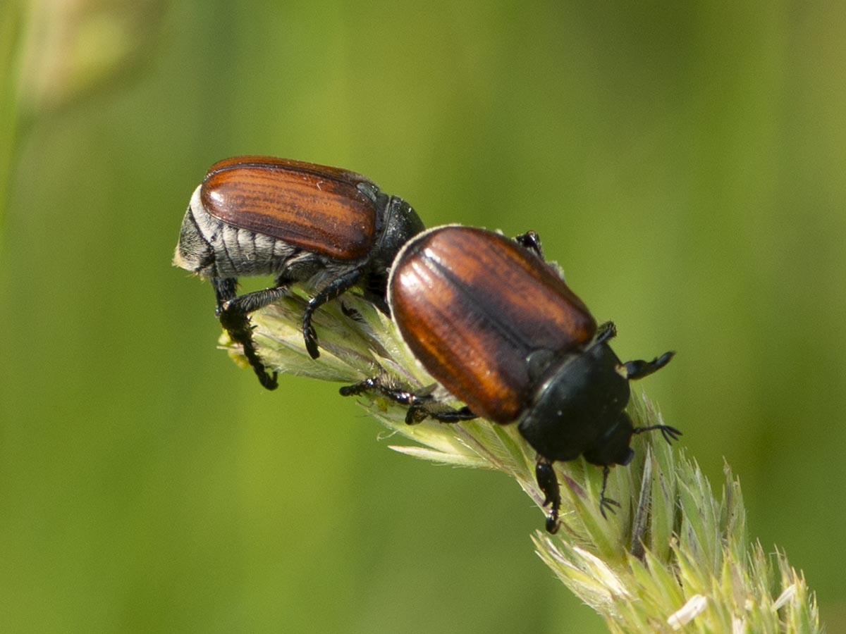 Habitus